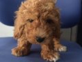 IRK VE SAĞLIK GARANTİLİ MALTIPOO