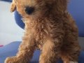 IRK VE SAĞLIK GARANTİLİ MALTIPOO