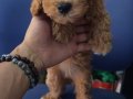 IRK VE SAĞLIK GARANTİLİ MALTIPOO