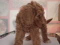 2,5 Aylık  Dişi Maltipoo