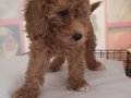 2,5 Aylık  Dişi Maltipoo