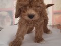 2,5 Aylık  Dişi Maltipoo