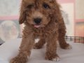 2,5 Aylık  Dişi Maltipoo