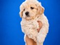 BEYAZ PAMUK MALTIPOO UYGUNA SAHİPLENDİRELECEKTİR