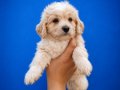 BEYAZ PAMUK MALTIPOO UYGUNA SAHİPLENDİRELECEKTİR