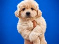BEYAZ PAMUK MALTIPOO UYGUNA SAHİPLENDİRELECEKTİR