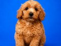 Safkan Oyuncu Maltipoo