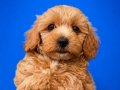 Safkan Oyuncu Maltipoo