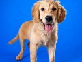 Safkan King Golden Retriever Yavru