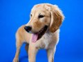 Safkan King Golden Retriever Yavru