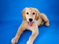 Safkan King Golden Retriever Yavru