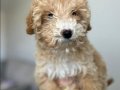 5 Aylık Erkek Toy Poodle