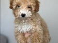5 Aylık Erkek Toy Poodle