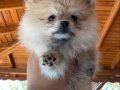 2 Aylık Pomeranian Boo