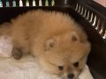 2 Aylık Pomeranian Boo