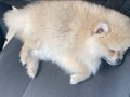 2 Aylık Pomeranian Boo