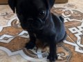 Kıvırcık Kuyruklu Simsiyah Pug Yavrusu