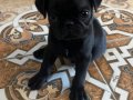 Kıvırcık Kuyruklu Simsiyah Pug Yavrusu