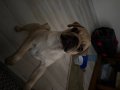3 Aylık pug bebek köpek saf kan 