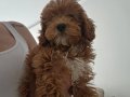 5 aylik maltipoo kizimiz