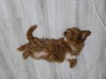 5 aylik maltipoo kizimiz