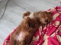 5 aylik maltipoo kizimiz