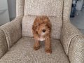 5 aylik maltipoo kizimiz