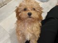 Kahve tonlu bebek maltipoo