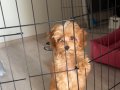 Kahve tonlu bebek maltipoo