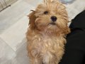 Kahve tonlu bebek maltipoo