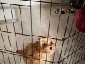 Kahve tonlu bebek maltipoo