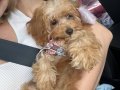 Kahve tonlu bebek maltipoo