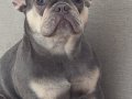 10 Aylık Saf Kan French Bulldog