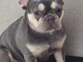 10 Aylık Saf Kan French Bulldog