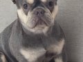 10 Aylık Saf Kan French Bulldog