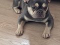 10 Aylık Saf Kan French Bulldog