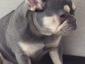 10 Aylık Saf Kan French Bulldog