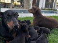 25 Nisan Doğumlu Anne Babasıyla Büyüyen Doberman Yavrular