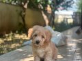 2,5 Aylık maltipoo yavrum 