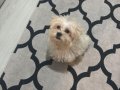 2.5 AYLIK ÇOK AKILLI MALTESE AŞILARI TAM