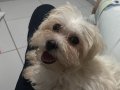 2.5 AYLIK ÇOK AKILLI MALTESE AŞILARI TAM