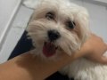 2.5 AYLIK ÇOK AKILLI MALTESE AŞILARI TAM