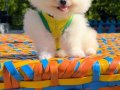 3 AYLIK SAFKAN POMERANİN BOO