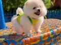 3 AYLIK SAFKAN POMERANİN BOO