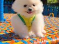 3 AYLIK SAFKAN POMERANİN BOO