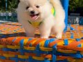3 AYLIK SAFKAN POMERANİN BOO