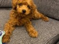 2 Aylık toy poodle yavru