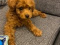 2 Aylık toy poodle yavru
