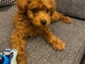 2 Aylık toy poodle yavru