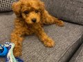 2 Aylık toy poodle yavru